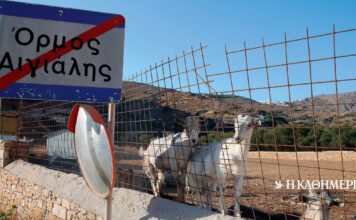 Τα πολλά «μικρά ψάρια» του ΟΠΕΚΕΠΕ