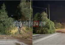 Σύρος: Σφοδροί άνεμοι έριξαν δέντρο στον δρόμο
