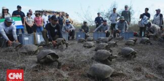 Χελώνες επέστρεψαν στα νησιά Γκαλαπάγκος μετά από 150 χρόνια απουσίας