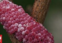 Λουιζιάνα: Γιγαντιαία σαλιγκάρια και μικροσκοπικά έντομα απειλούν καλλιέργειες ρυζιού και αστακών