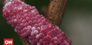 Λουιζιάνα: Γιγαντιαία σαλιγκάρια και μικροσκοπικά έντομα απειλούν καλλιέργειες ρυζιού και αστακών