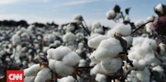 Η Ελλάδα πρωταθλήτρια στο ευρωπαϊκό βαμβάκι – Καλύπτει το 80% της παραγωγής