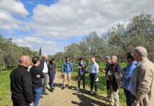 Έξυπνες ηλεκτρονικές δακοπαγίδες ετοιμάζει το έργο βιώσιμης ελαιοκαλλιέργειας OliveTech