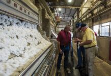 Ανταγωνιστικό προβάδισμα για το ελληνικό βαμβάκι στην Ιταλία