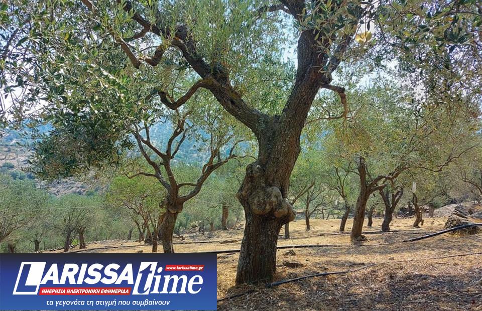 Βραβευμένο από τη γέννησή του το ελαιόλαδο της Λέσβου