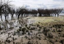 Αίτημα Περιφέρειας Θεσσαλίας για καταβολή ενισχύσεων 2025 σε καλλιεργητές παρακάρλιων περιοχών