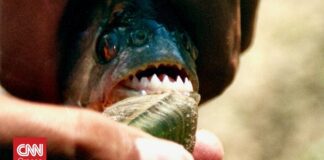 Επιθέσεις από πιράνχα στην Αργεντινή: Πάνω από 40 τραυματίες – Ένας ακρωτηριασμός