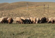 Παράταση έως 19 Φεβρουαρίου για προληπτικά μέτρα κατά ευλογιάς στην Κρήτη