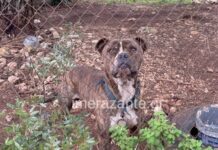 Ζάκυνθος: Δεν θανατώνεται το πιτ μπουλ που επιτέθηκε στο δίχρονο παιδί