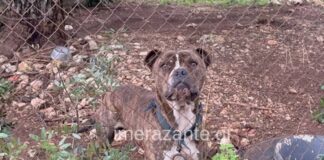 Ζάκυνθος: Δεν θανατώνεται το πιτ μπουλ που επιτέθηκε στο δίχρονο παιδί