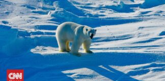 Νορβηγία: Οι πολικές αρκούδες γίνονται πιο παχιές και υγιείς, παρά το λιώσιμο των πάγων