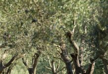 Έρευνα χαρτογράφησε τις πλέον κατάλληλες περιοχές για ελαιοκαλλιέργεια στην Ελλάδα