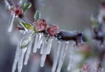 Άγνωστη η πορεία αποζημίωσης σε μήλα-κεράσια από τον περσινό παγετό στο Ροδοχώρι