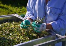 Πρώτη σε όρους προστιθέμενης αξίας η αγροτική παραγωγή της Ελλάδας