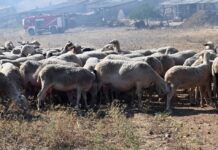 Διαφάνεια στην εκστρατεία ενημέρωσης κατά της ευλογιάς ζητά η ΠΟΓΕΔΥ