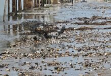 Στο έλεος των «μποφόρ» η Χίος: Σοβαρά προβλήματα στο νησί από τους θυελλώδεις ανέμους