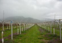 Βοηθά στα ποιοτικά και ποσοτικά χαρακτηριστικά των ακτινιδιών η εδαφολογική ανάλυση