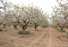 Προληπτικά μέτρα στις φιστικιές για αποφυγή απώλειας φυτικού κεφαλαίου