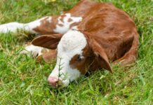 17 τα επιβεβαιωμένα κρούσματα αφθώδους πυρετού