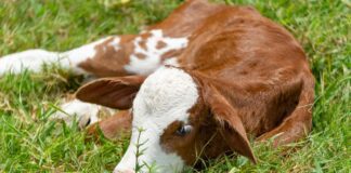 17 τα επιβεβαιωμένα κρούσματα αφθώδους πυρετού