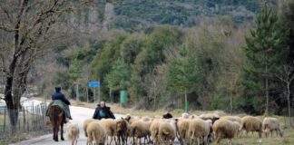 Ευλογιά των αιγοπροβάτων: Το νέο σχέδιο δράσης για τον περιορισμό της νόσου ενόψει Πάσχα