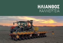 Πάει για 1 εκατ. στρέμματα ο ηλίανθος που διατηρεί τα 40 λεπτά στις συμβάσεις