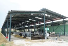 Με άνεση χώρου και μητρικό γάλα ραγδαία ανάπτυξη στα μοσχαράκια