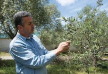 Βραβευμένο από τη γέννησή του το ελαιόλαδο του Μιχαήλ Τζώρτζη