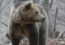 Νωρίτερα το ξύπνημα των αρκούδων στον «Αρκτούρο»