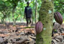Στις πρωτεύουσες κομβικών χωρών της ΕΕ αξιωματούχοι ΗΠΑ για άρση εμπορικών εμποδίων από το νόμο αποψίλωσης δασών