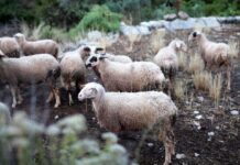 Ως και 14/3 οι αιτήσεις για προσλήψεις κτηνιάτρων κατά ευλογιάς