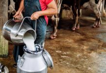 Στα όρια οι Βρετανοί κτηνοτρόφοι λόγω πτώσης τιμών στο γάλα στο ΗΒ