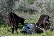 Σε ισχύ τα μέτρα για τον αφθώδη πυρετό στη Λέσβο