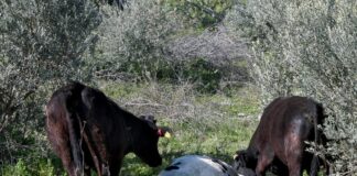 Σε ισχύ τα μέτρα για τον αφθώδη πυρετό στη Λέσβο