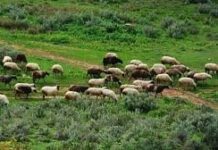 Επιτακτική ανάγκη νομοθετική ρύθμιση για τράπεζα ζωικού γενετικού υλικού λέει το ΓΕΩΤΕΕ