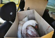 Κορωνησία: Κύκνος εντοπίστηκε τραυματισμένος από σφαίρα στη λιμνοθάλασσα του Αμβρακικού