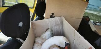 Κορωνησία: Κύκνος εντοπίστηκε τραυματισμένος από σφαίρα στη λιμνοθάλασσα του Αμβρακικού