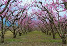 Προσελκύουν επισκέπτες και φωτογραφικά κλικ οι ανθισμένες ροδακινίες Ημαθίας