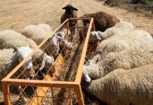 Ξεκίνησε η διάθεση εμβολίων για αντιμετώπιση αφθώδους πυρετού στην Κύπρο