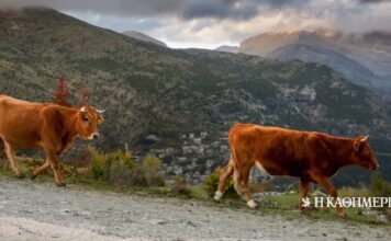 Αφθώδης πυρετός: Ποια ζώα απειλούνται – Τα βασικά συμπτώματα και τα μέτρα που προβλέπονται