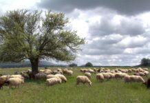 Σύλληψη κτηνοτρόφου στο Λαγκαδά Θεσσαλονίκης για παραβίαση των μέτρων κατά ευλογιάς