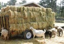 Ανησυχία στην Ηλεία για τη κατάρευση ζήτησης ζωοτροφών