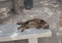 Πέθανε σε ηλικία 17 ετών η Λουκία: Ήταν η γάτα – μασκότ του αρχαίου θεάτρου του Διονύσου της Ακρόπολης