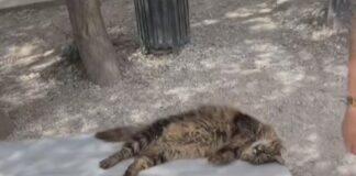 Πέθανε σε ηλικία 17 ετών η Λουκία: Ήταν η γάτα – μασκότ του αρχαίου θεάτρου του Διονύσου της Ακρόπολης