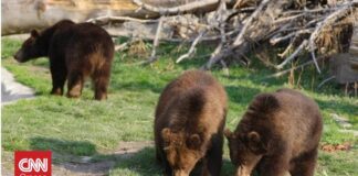 Σαν το σπίτι τους… αρκούδες στην Τραπεζούντα σπάνε πόρτες προς αναζήτηση τροφής