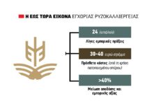 Αυξάνει το κοστολόγιο ως 40 ευρώ το στρέμμα η χρήση του πιστοποιημένου σπόρου για τους ορυζοπαραγωγούς