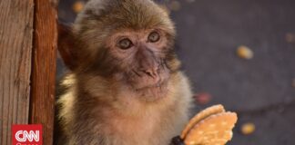 Νέα ανακάλυψη: Μαϊμούδες τρώνε χώμα για να θεραπεύσουν στομαχικές διαταραχές