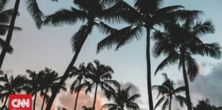 Μπουρούντι: Ο υπουργός Επικοινωνιών βρέθηκε νεκρός μέσα σε ένα αυτοκίνητο, σε φυτεία με φοίνικες