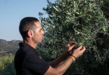 Το καλύτερο της ελληνικής γης µέσα από µια σταγόνα ελαιολάδου «Σκουτάρι»