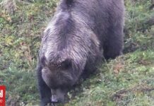 Καφέ αρκούδα επιτέθηκε σε Αμερικανούς στρατιώτες στην Αλάσκα